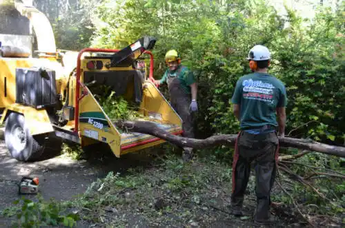 tree services La Paz